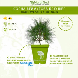 Сосна веймутова Блю Шег