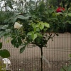 Роза чайно-гибридная Букет Королевы на штамбе фото 3 