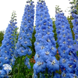 Дельфиниум Новозеландский гигант лазурь, супермахровый