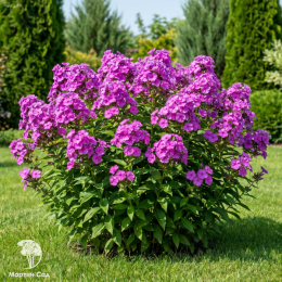 Флокс метельчатый Клаудберст
