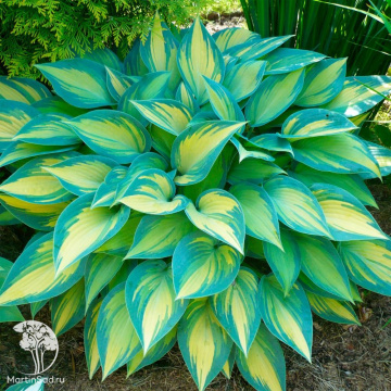 Фото Хоста Джун