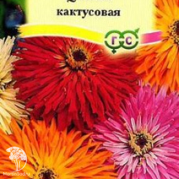 Цинния Кактусовая смесь