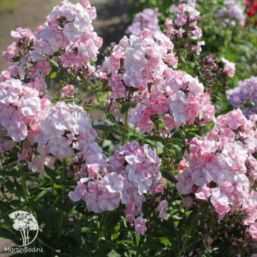 Фото Флокс метельчатый Алиса Фрейндлих