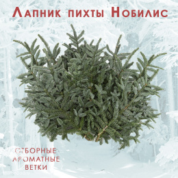 Лапник пихты Нобилис