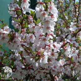 Вишня войлочная Натали