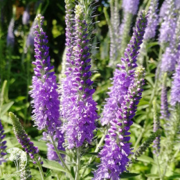 Вероника длиннолистная