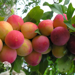 Слива гибрид Скороплодная со сливой Злато Скифов