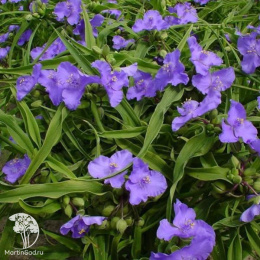 Традесканция Андерсона Барбел