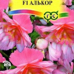 Бегония Алькор F1 клубневая