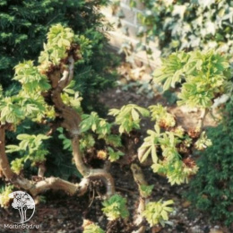  Каштан конский обыкновенный Мунстроза