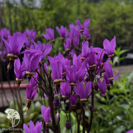 Додекатеон Джефри