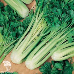 Сельдерей черешковый и листовой Атлант