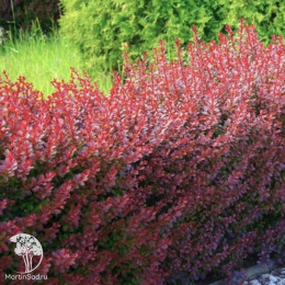 Барбарис Тунберга Полонез