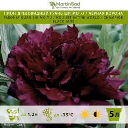Пион древовидный Гуань Ши Мо Ю / Чёрная Корона