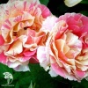 Роза чайно-гибридная Клод Моне фото 1 