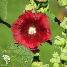 Мальва красная