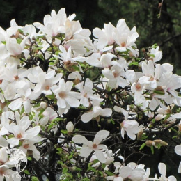 Магнолия кобус Эсвельд Селект