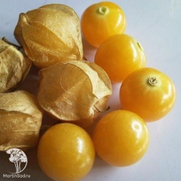 Физалис Лакомка