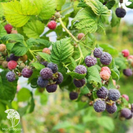 Малина фиолетовая Глен Кое