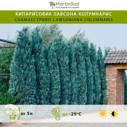 Кипарисовик лавсона Колумнарис