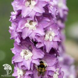 Delphinium Pacific Giant  Astolat Дельфиниум Пацифик Джиант Астолат