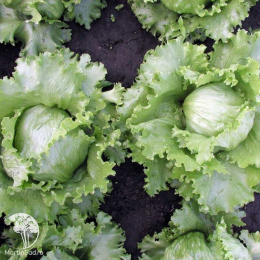 Салат Айсберг кочанный