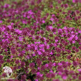  Тимьян ранний Минор