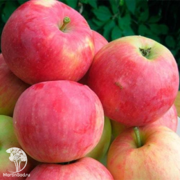 Сверхвыгодный комплект! Яблоня Мантет + опылитель яблоня Белый налив