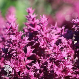 Шалфей дубравный Швелленбург