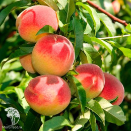 Персик Золотая Москва