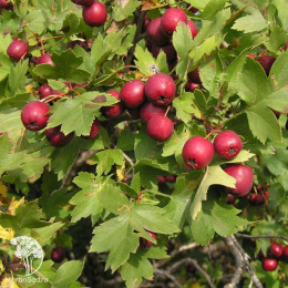 Боярышник обыкновенный Крупноплодный