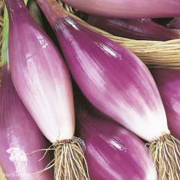 Лук репч. Стиляга