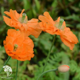 Мак скалоломный Флор Плено