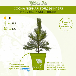Сосна черная Голдфингерз
