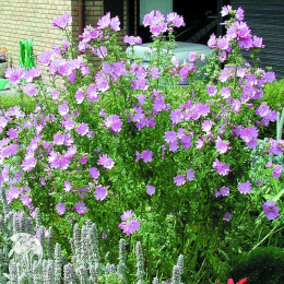 Мальва мускусная Розеа