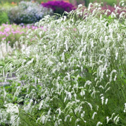 Кровохлёбка тонколистная Альба