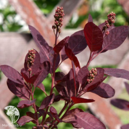 Скумпия Роял Перпл на штамбе