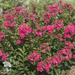 Лагерстремия индийская Распберри Ол Зе Бест