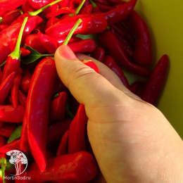 Перец острый Жгучая перчинка