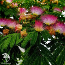 Альбиция ленкоранская Боубри