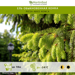 Ель обыкновенная Конка