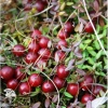 Клюква крупноплодная Рубиновая россыпь фото 1 
