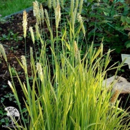 Alopecurus pratensis Aureovariegatus Лисохвост луговой Ауреовариегатус