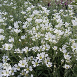 Ясколка Биберштейна