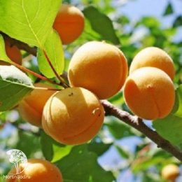 Абрикос Лель