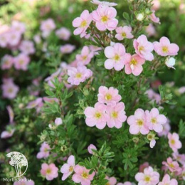 Синюха ползучая Пинк Бьюти