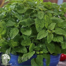 Мелисса лекарственная Махито