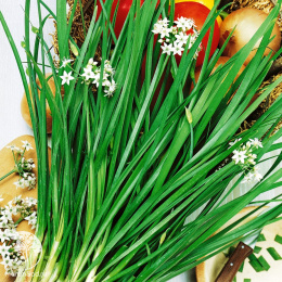 Лук Душистый Китайский чеснок