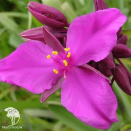 Традесканция Андерсона Ред Грейп