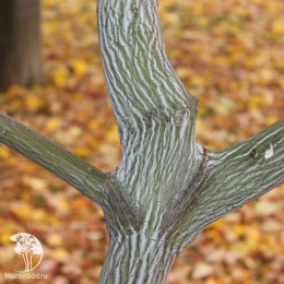 Клён Давида змеекорый Маделин Спитта